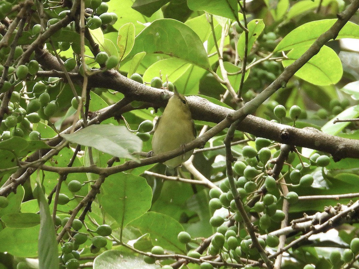Пісняр-лісовик каштановий - ML647444270