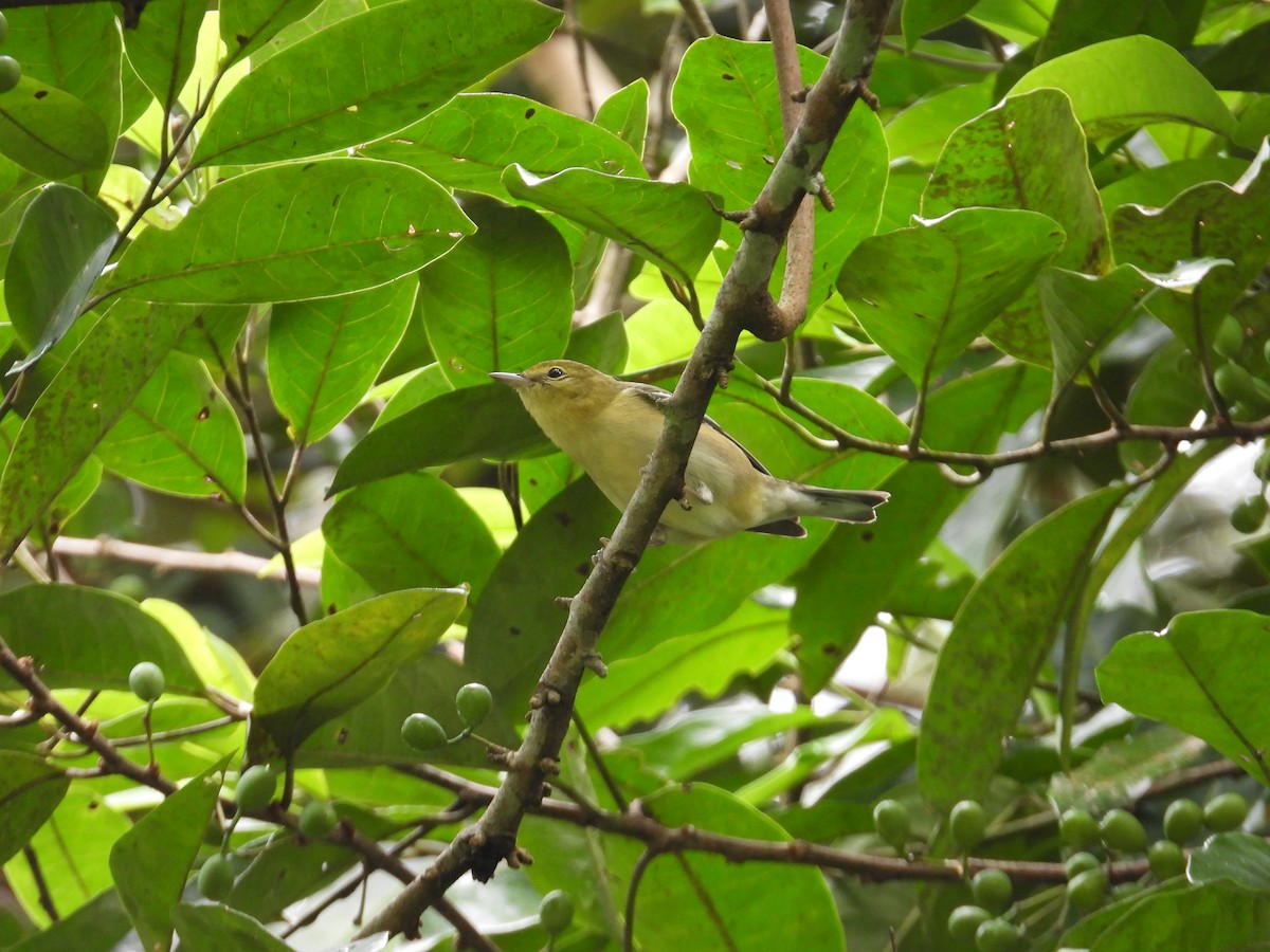 Пісняр-лісовик каштановий - ML647444272