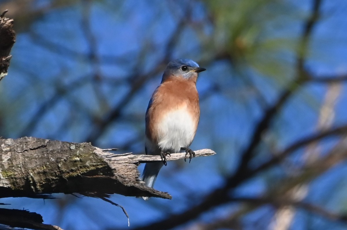Eastern Bluebird - ML647444285