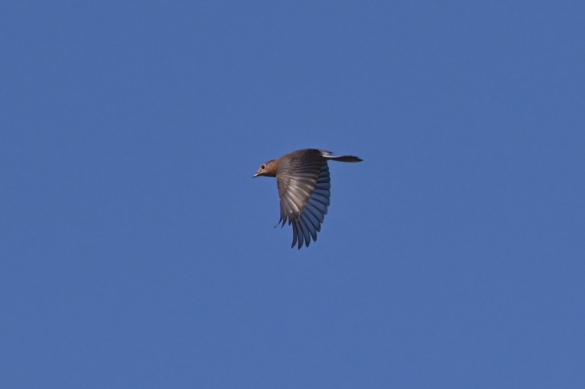 Eastern Bluebird - ML647444286