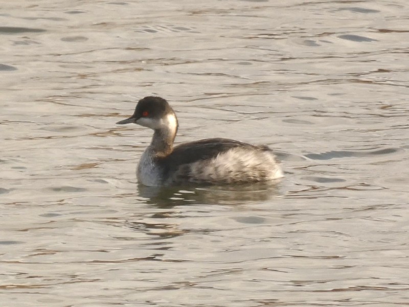 svarthalsdykker - ML647444288