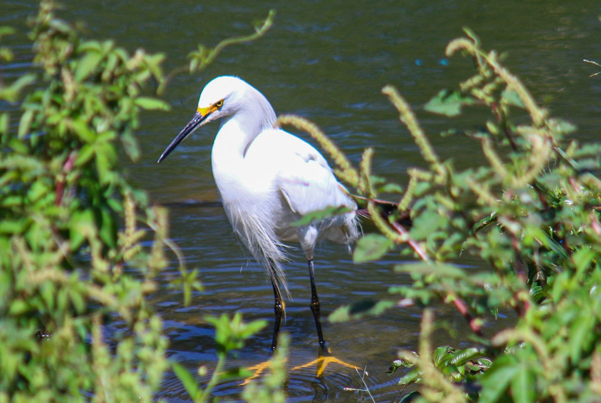 Aigrette neigeuse - ML647444290
