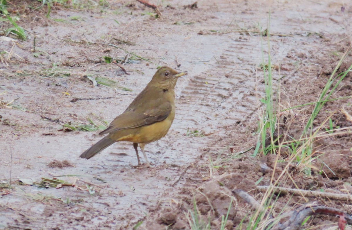 Merle fauve - ML647444298