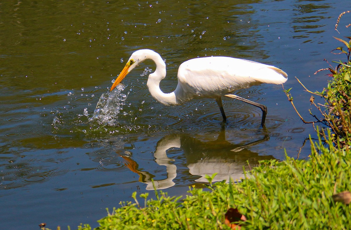 Grande Aigrette - ML647444299