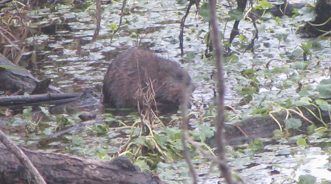 Muskrat - ML647444300