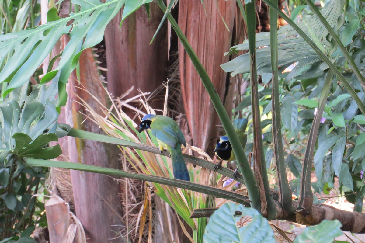 Inkablaurabe - ML647444314