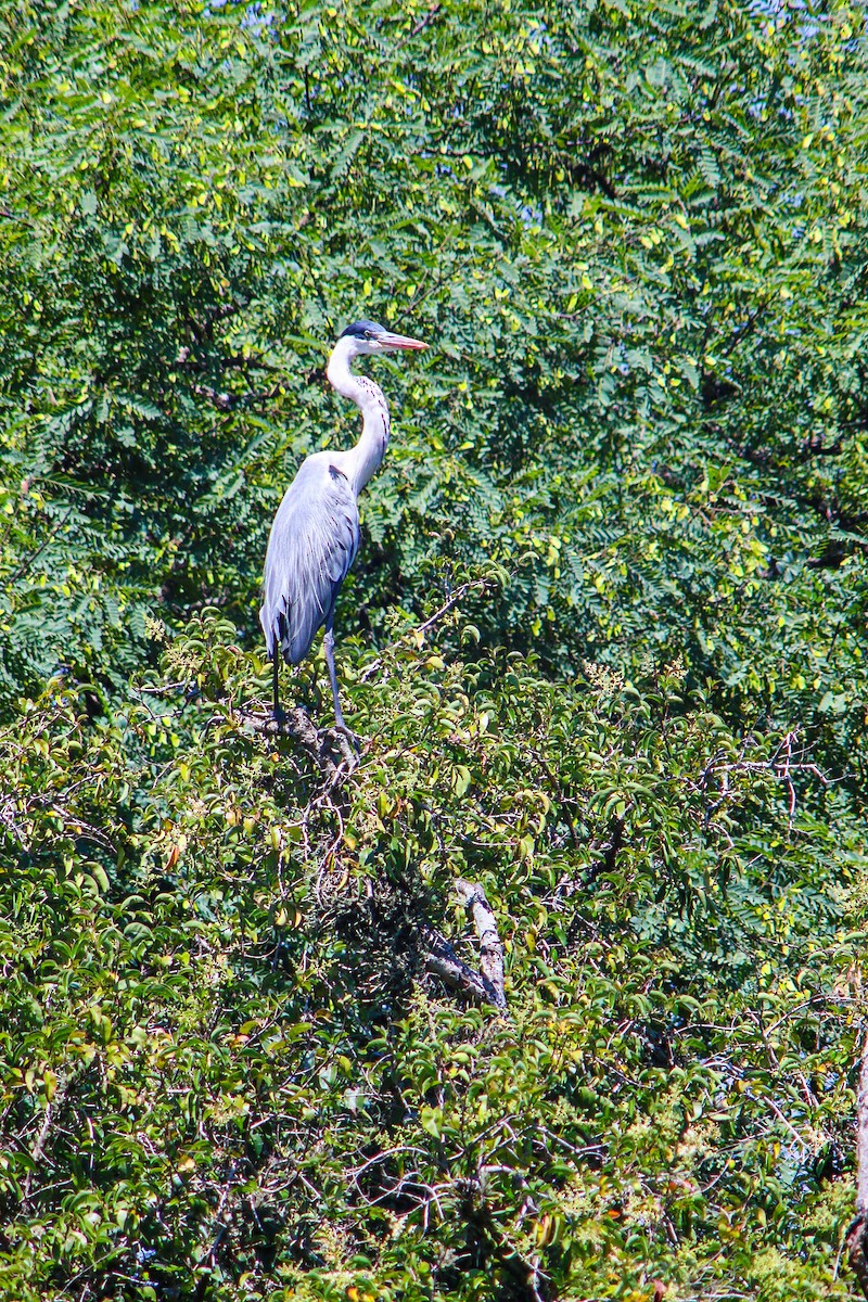 Héron cocoi - ML647444319