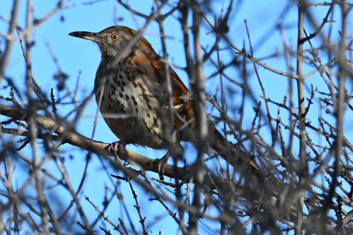 brunspottefugl - ML647444323