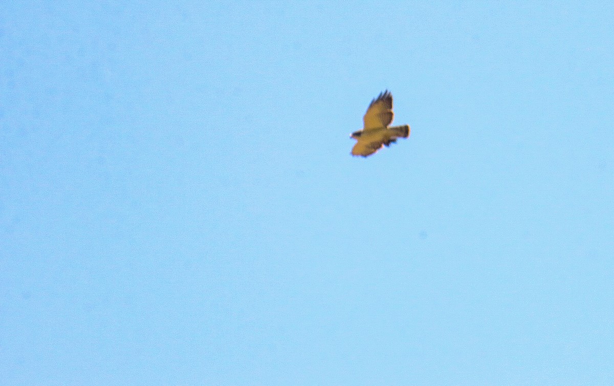 Buse à queue courte - ML647444325