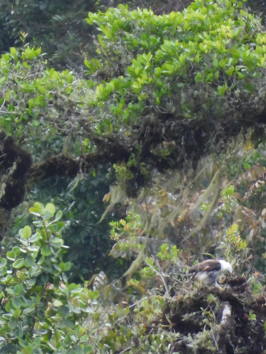 アカエリクマタカ - ML647444334