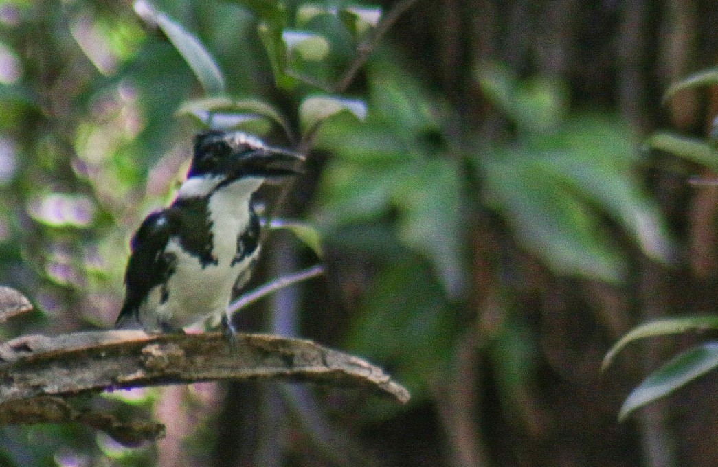 Martin-pêcheur d'Amazonie - ML647444337