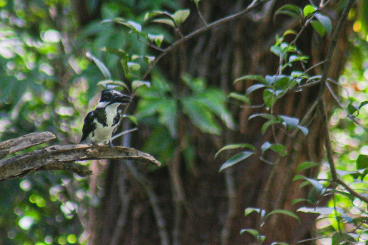Martin-pêcheur d'Amazonie - ML647444338