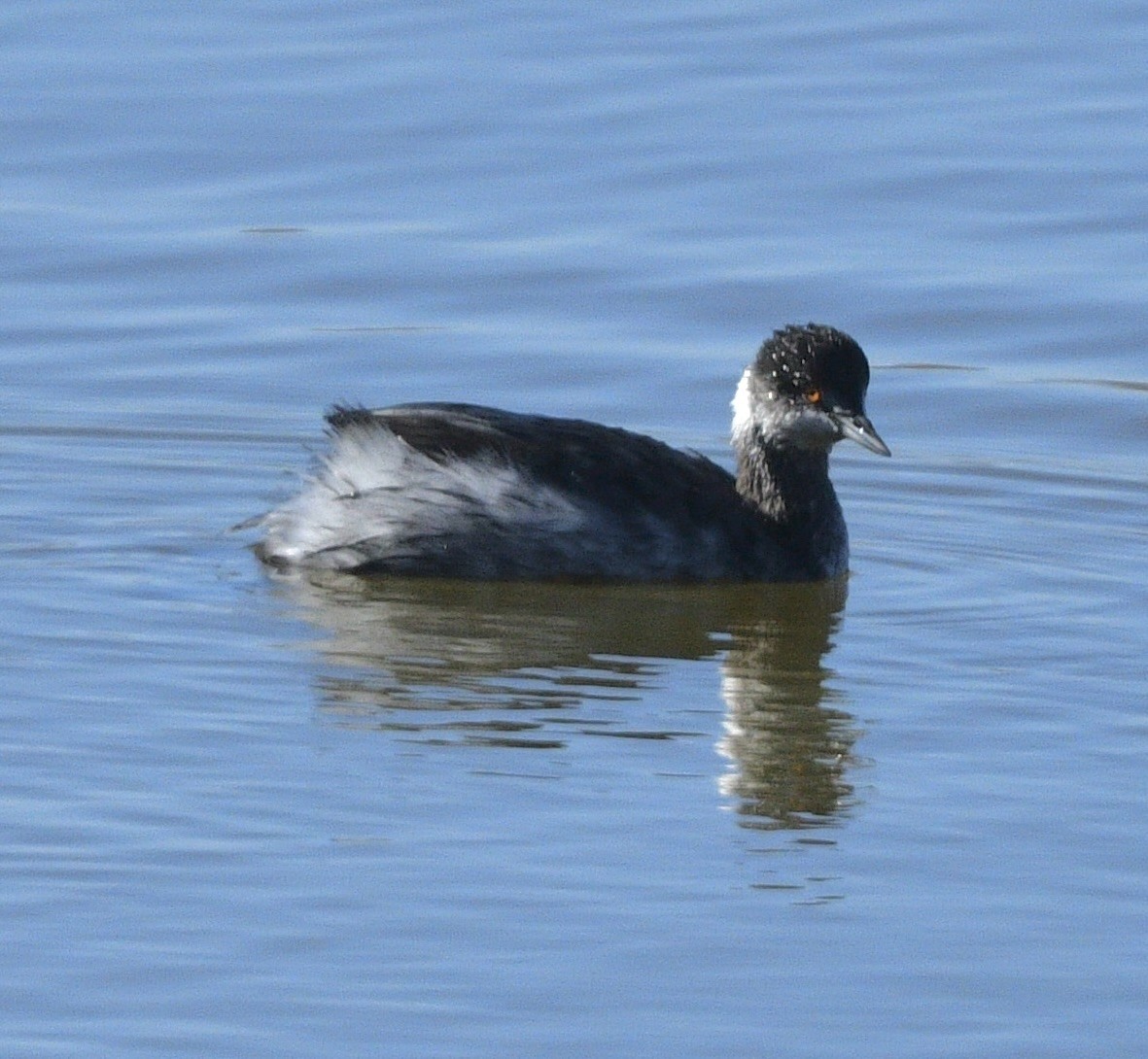 potápka černokrká - ML647444347