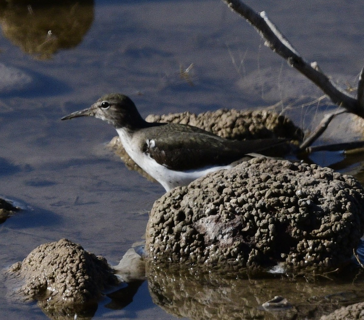 Benekli Düdükçün - ML647444351
