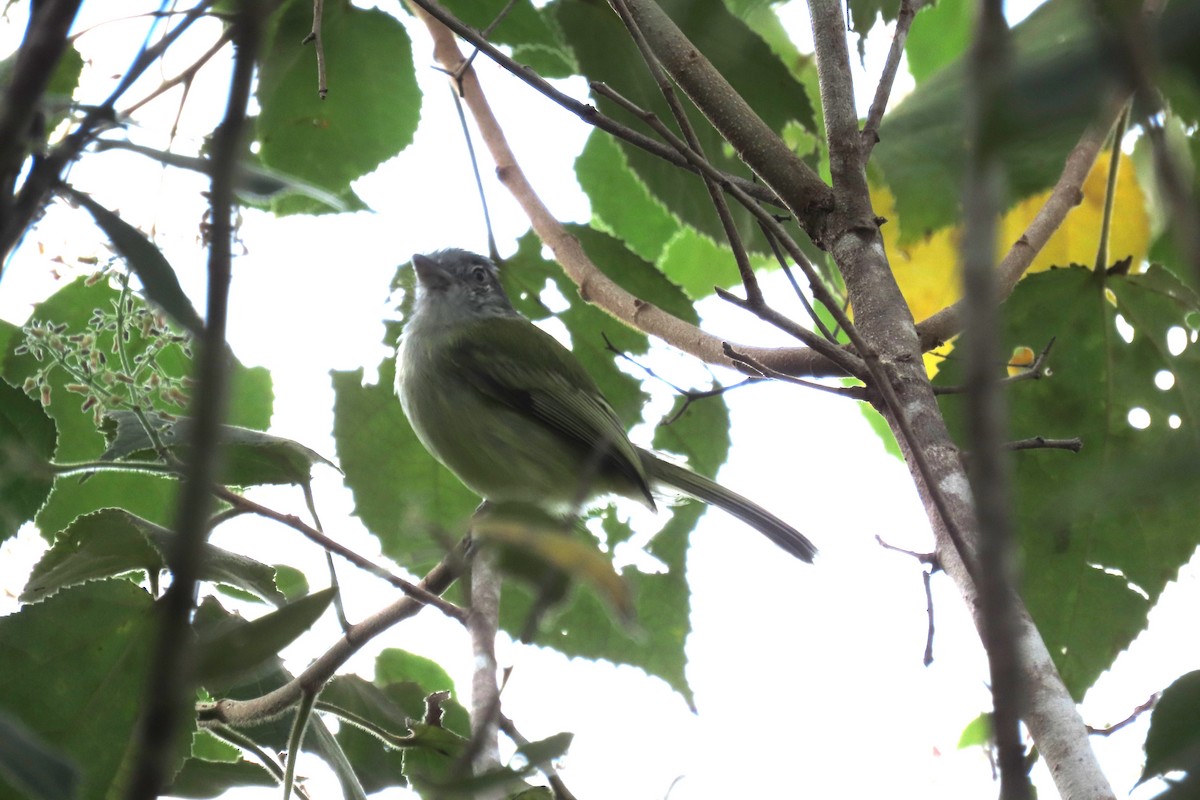 Yellow-olive Flatbill - ML647444359