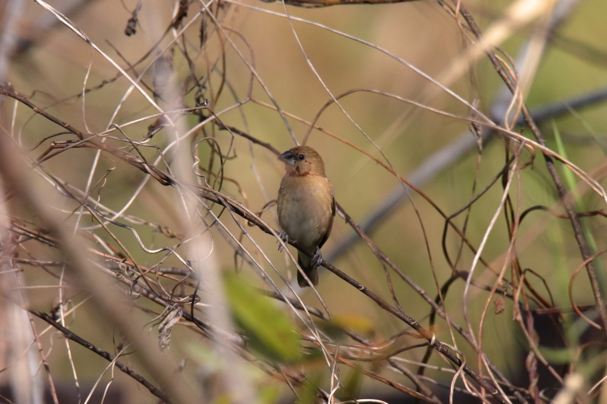 Indigo Bunting - ML647444363