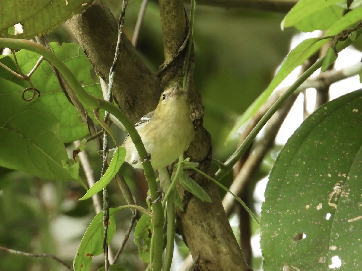 Пісняр-лісовик каштановий - ML647444366