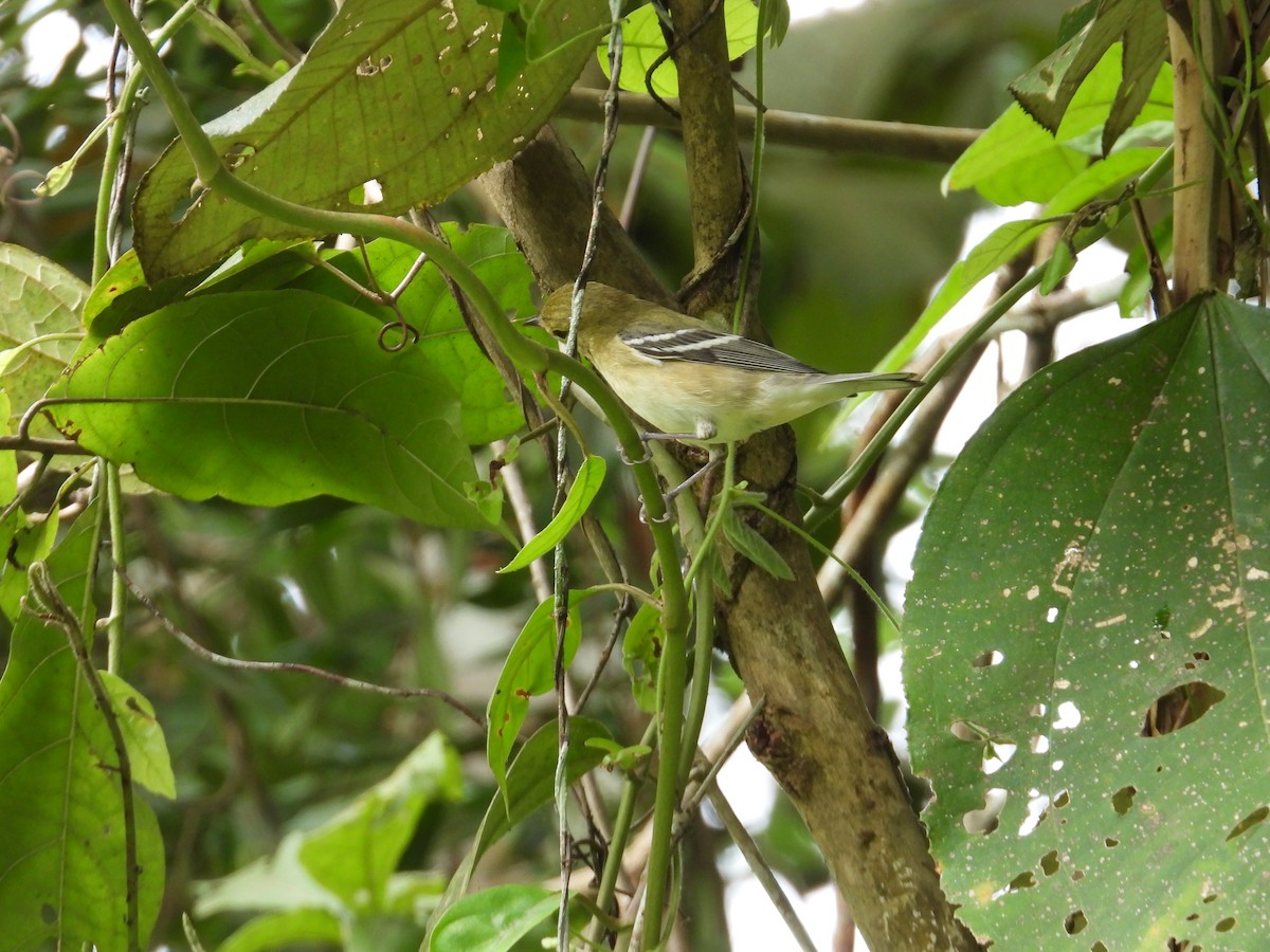 Пісняр-лісовик каштановий - ML647444367