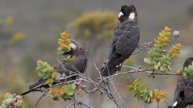 Какатоїс евкаліптовий - ML647444382