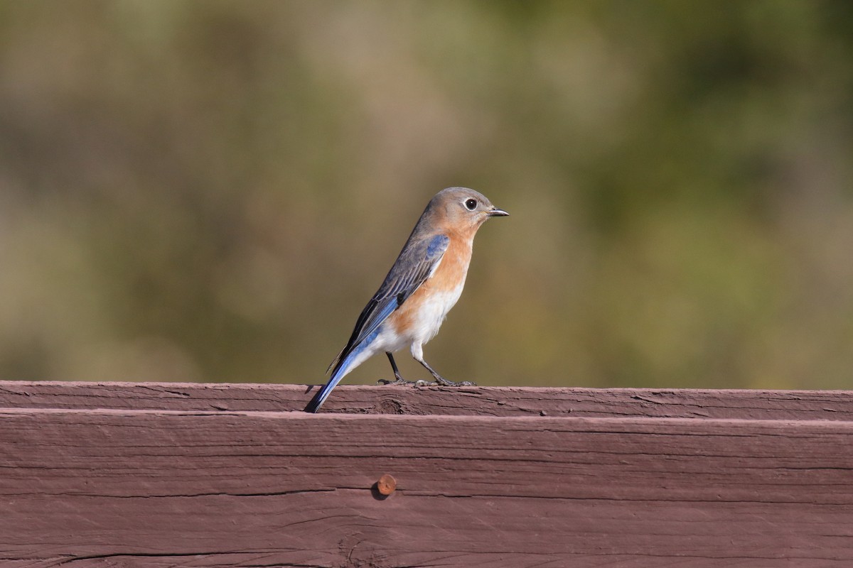 Eastern Bluebird - ML647444385