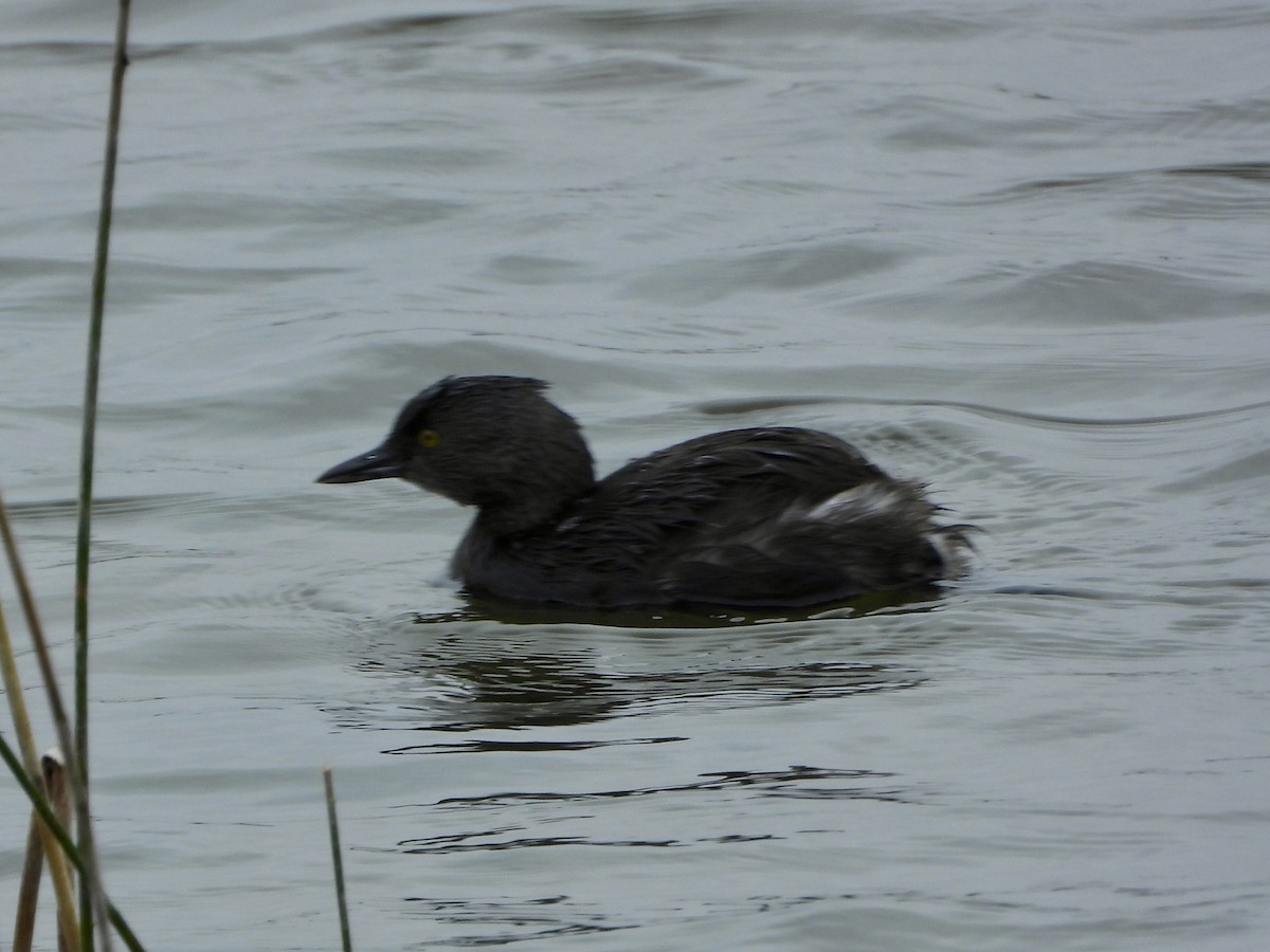Least Grebe - ML647444390