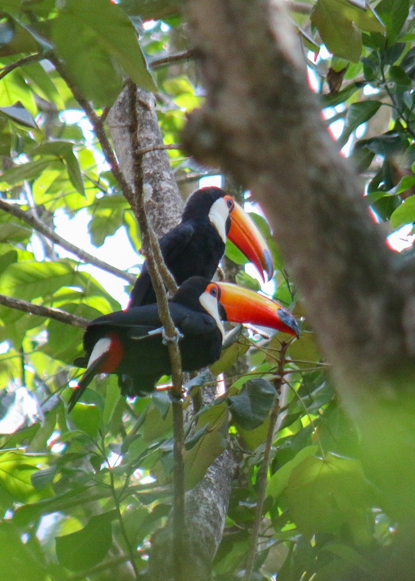 Toucan toco - ML647444392