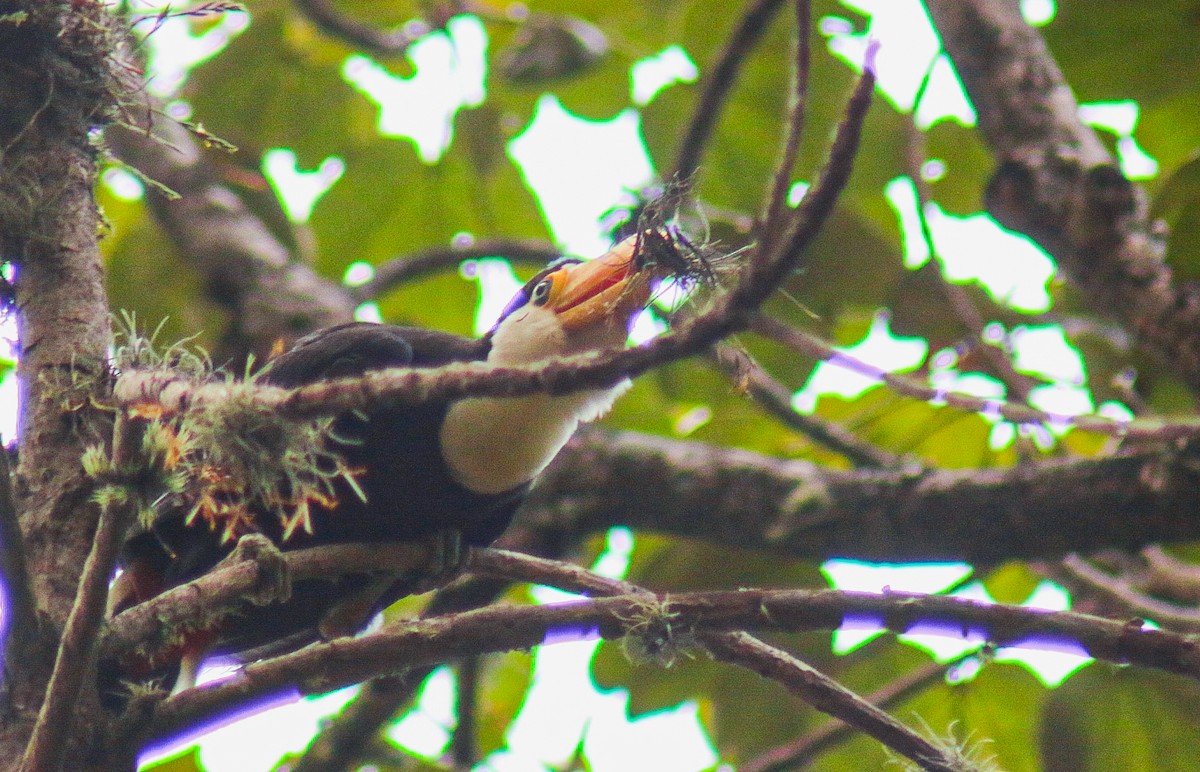 Toucan toco - ML647444393