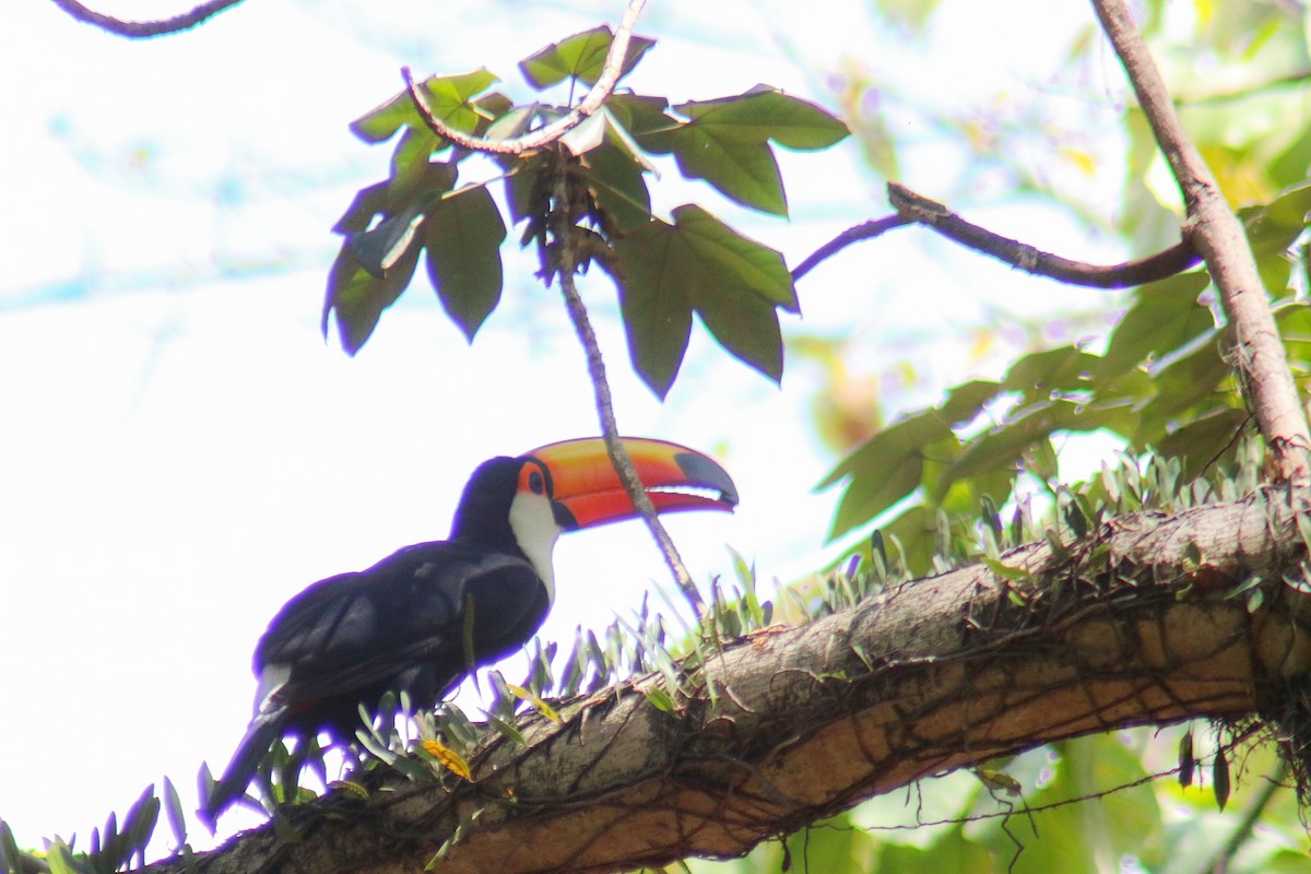 Toucan toco - ML647444394