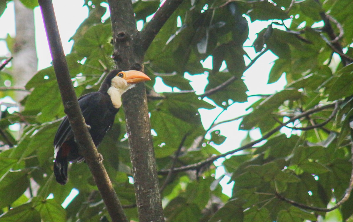 Toucan toco - ML647444395