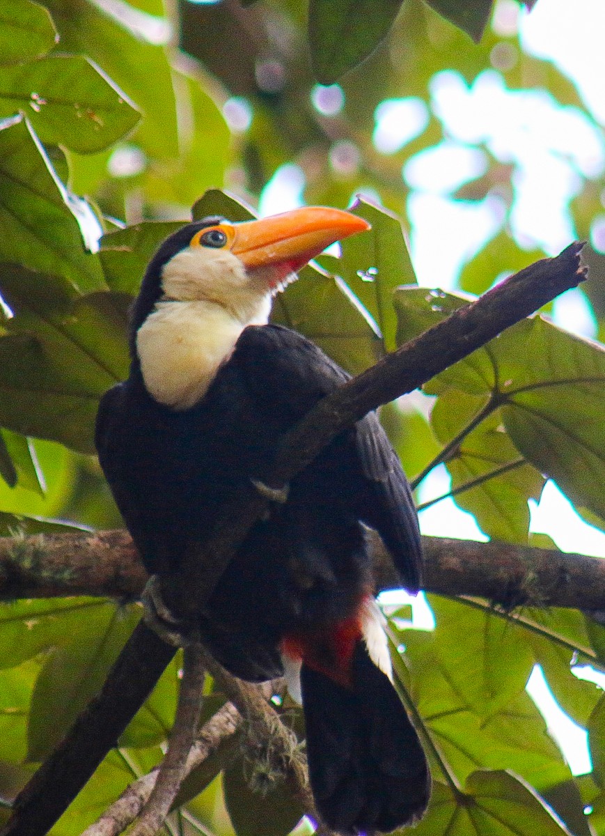 Toucan toco - ML647444396