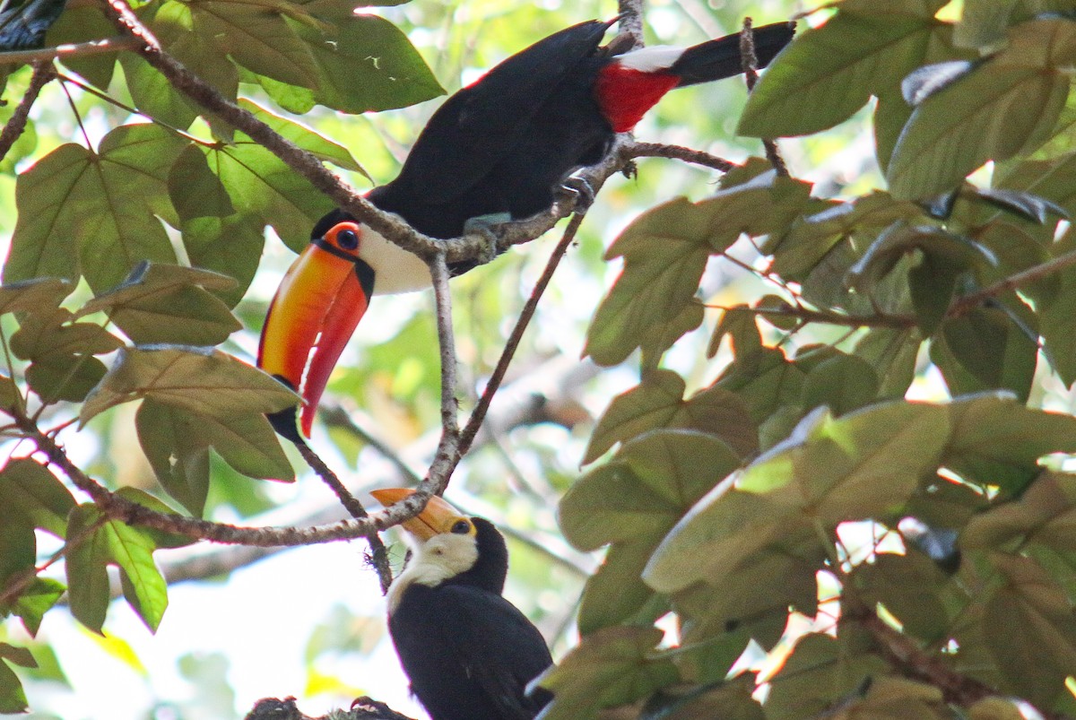 Toucan toco - ML647444398