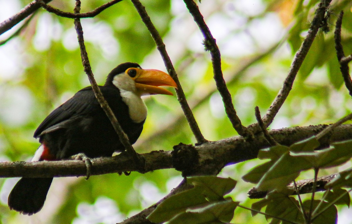 Toucan toco - ML647444399