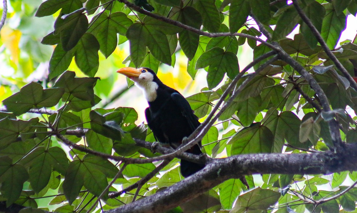 Toucan toco - ML647444400