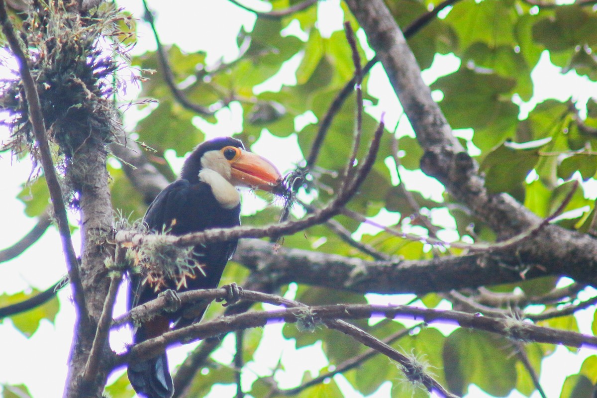 Toucan toco - ML647444401