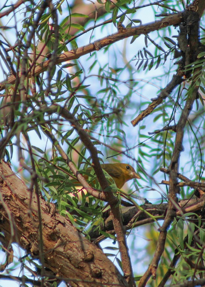 Kırmızı Piranga - ML647444403