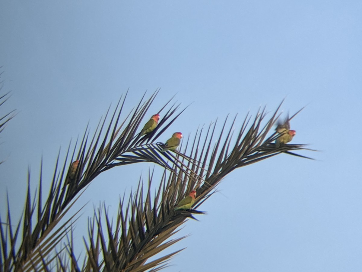 Gül Başlı Cennet Papağanı - ML647444404