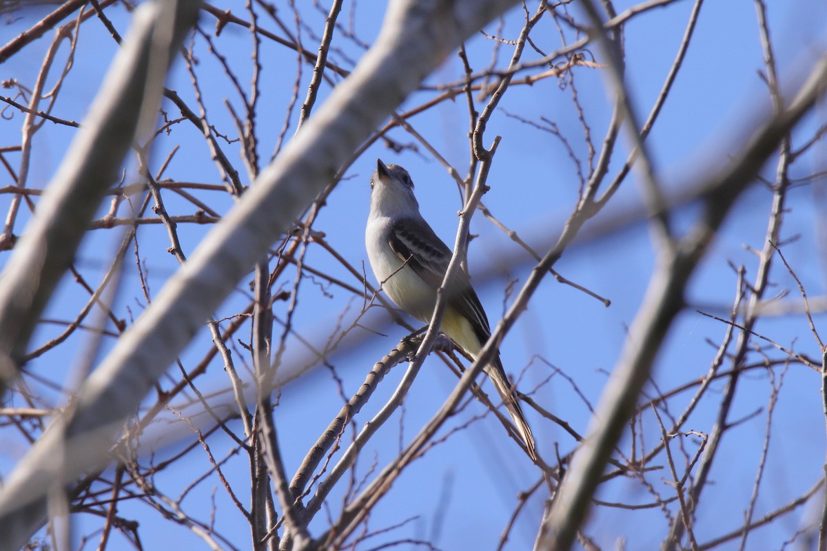 Gri Boğazlı Sinekkapan - ML647444405