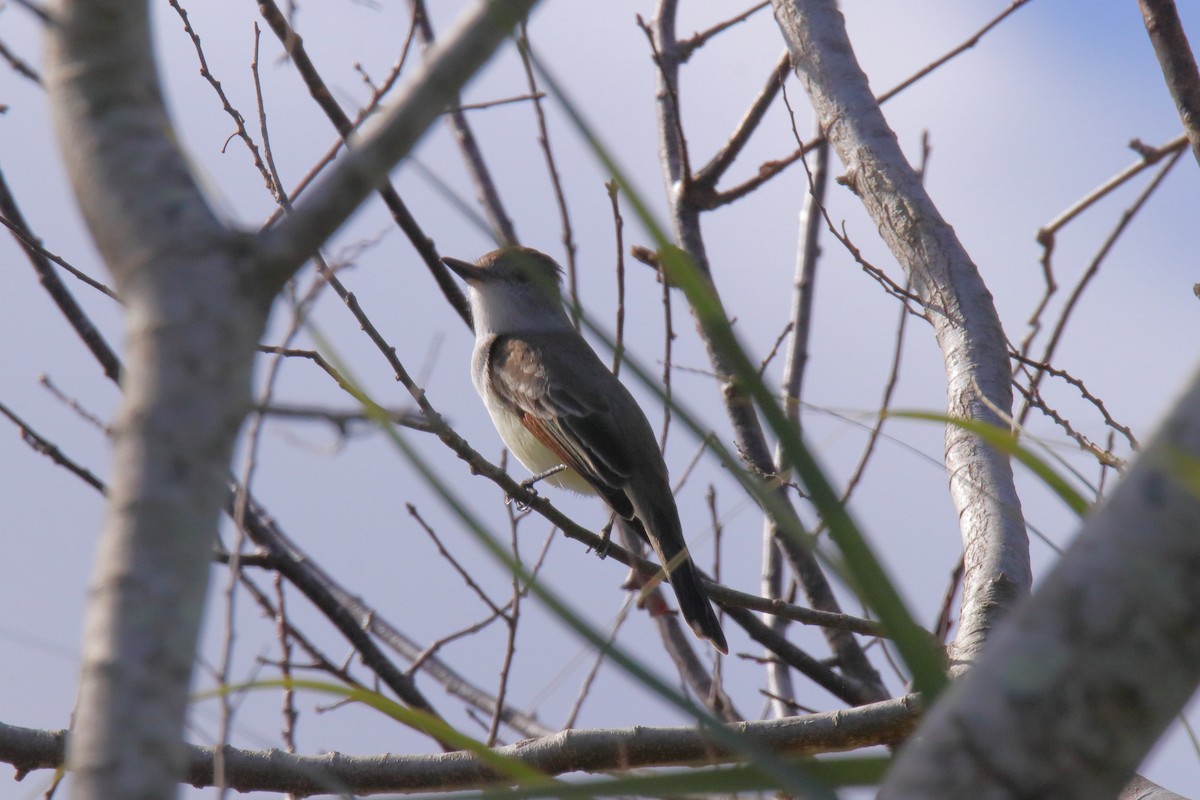 Gri Boğazlı Sinekkapan - ML647444407