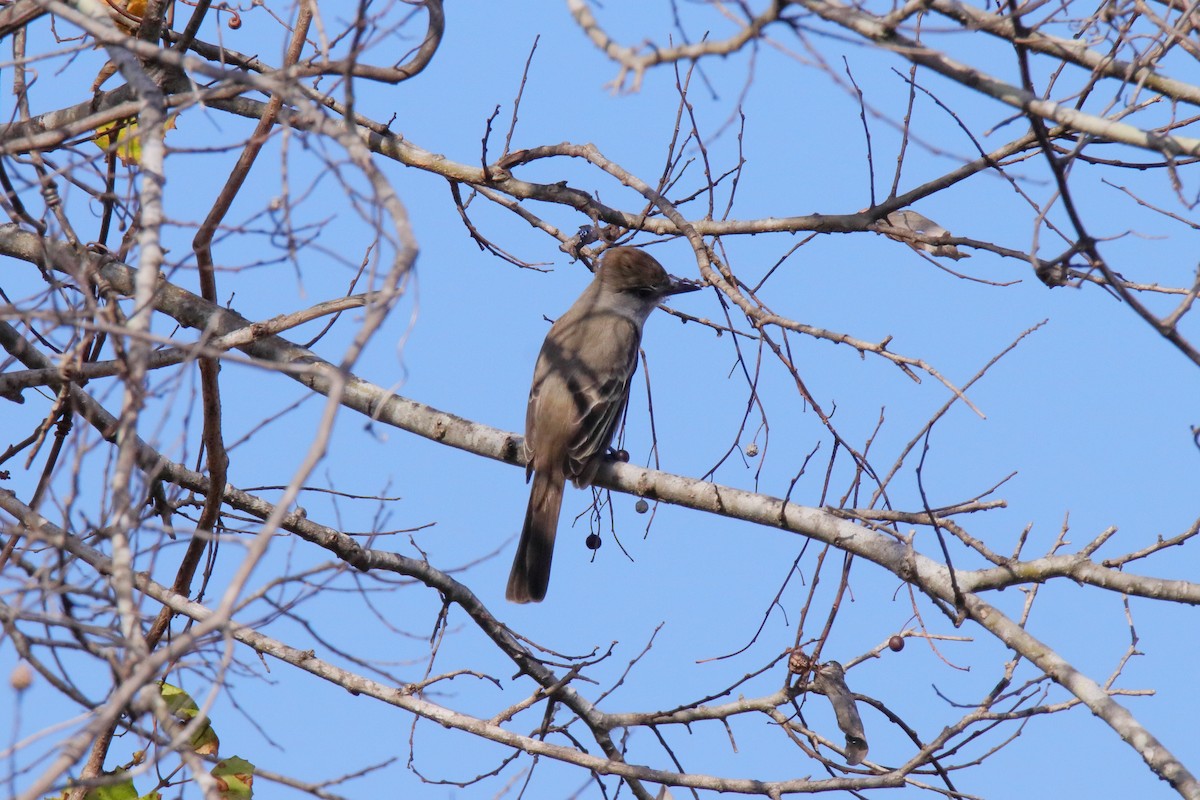 Gri Boğazlı Sinekkapan - ML647444410