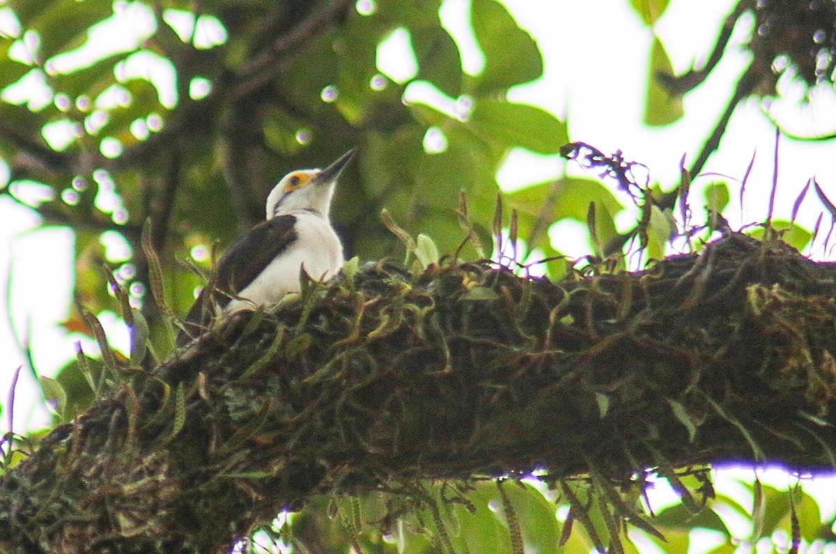 Ak Ağaçkakan - ML647444412