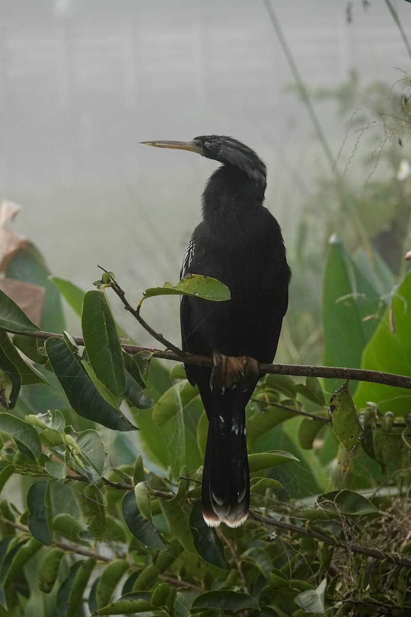 Amerika Yılanboyunu - ML647444413