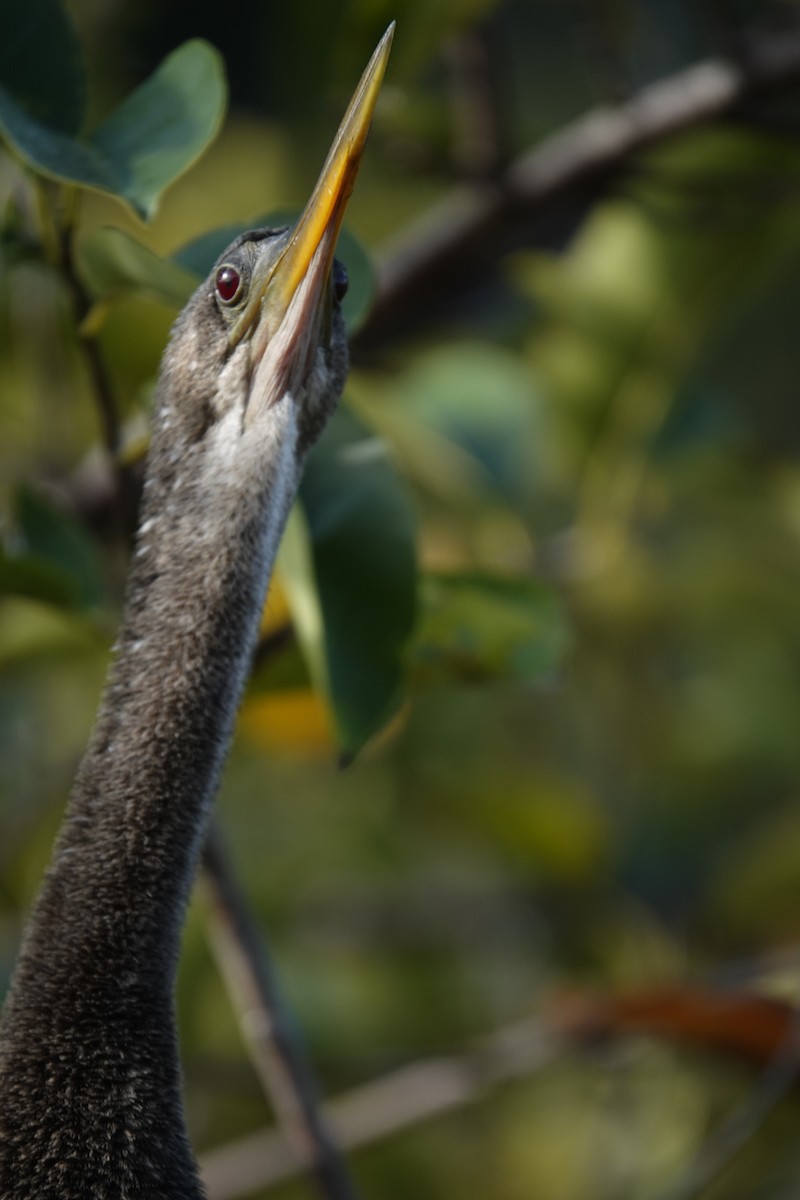 Amerika Yılanboyunu - ML647444414