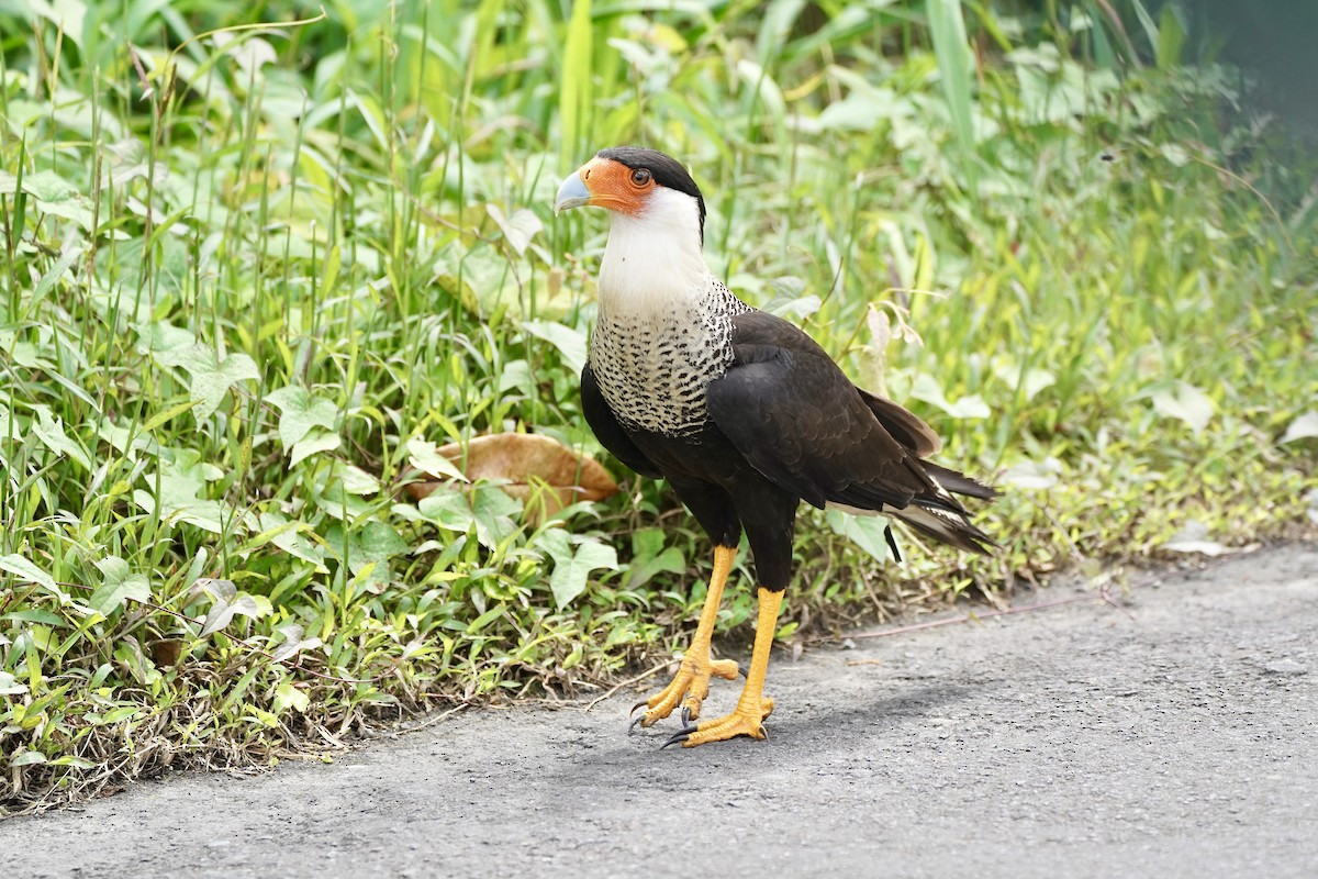 Tepeli Karakara - ML647444415