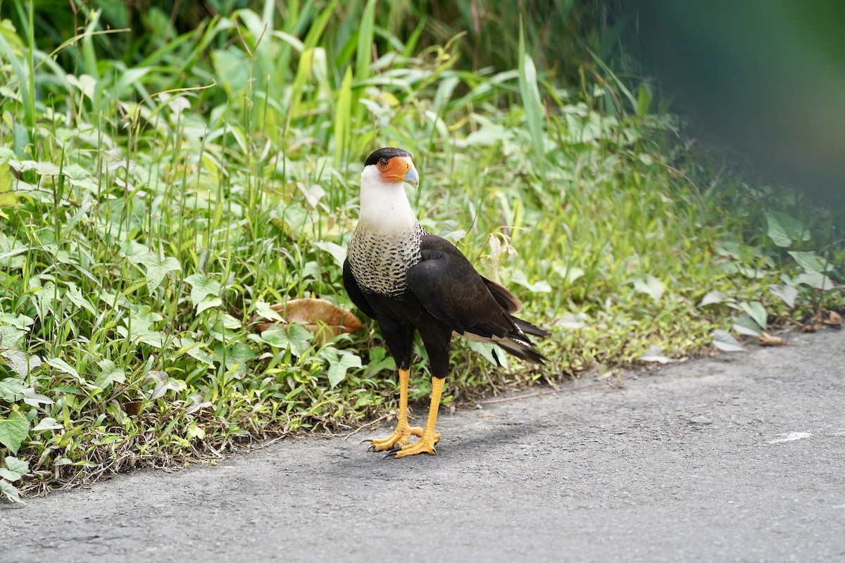 Tepeli Karakara - ML647444416