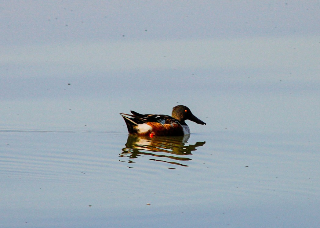 Kaşıkgaga - ML647444418