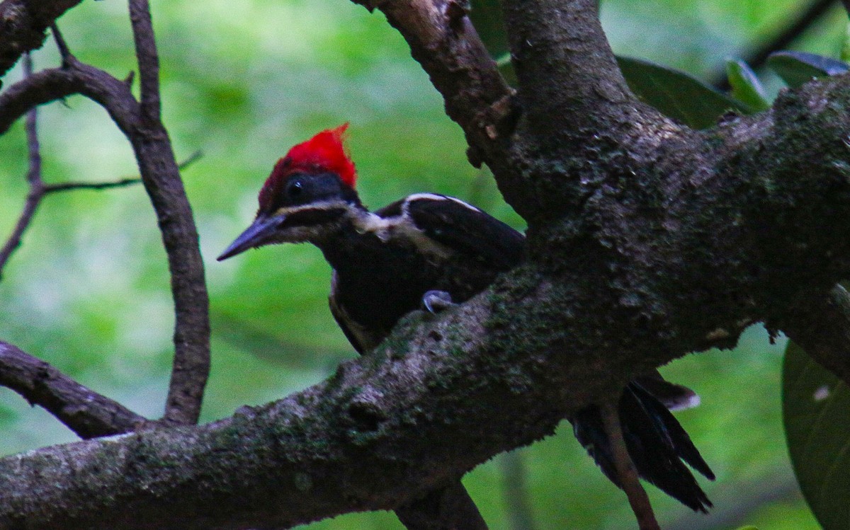 Yazılı Kara Ağaçkakan - ML647444419