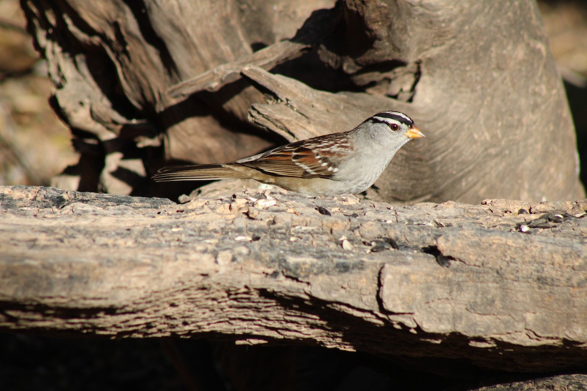 Porsuk Serçesi - ML647444420