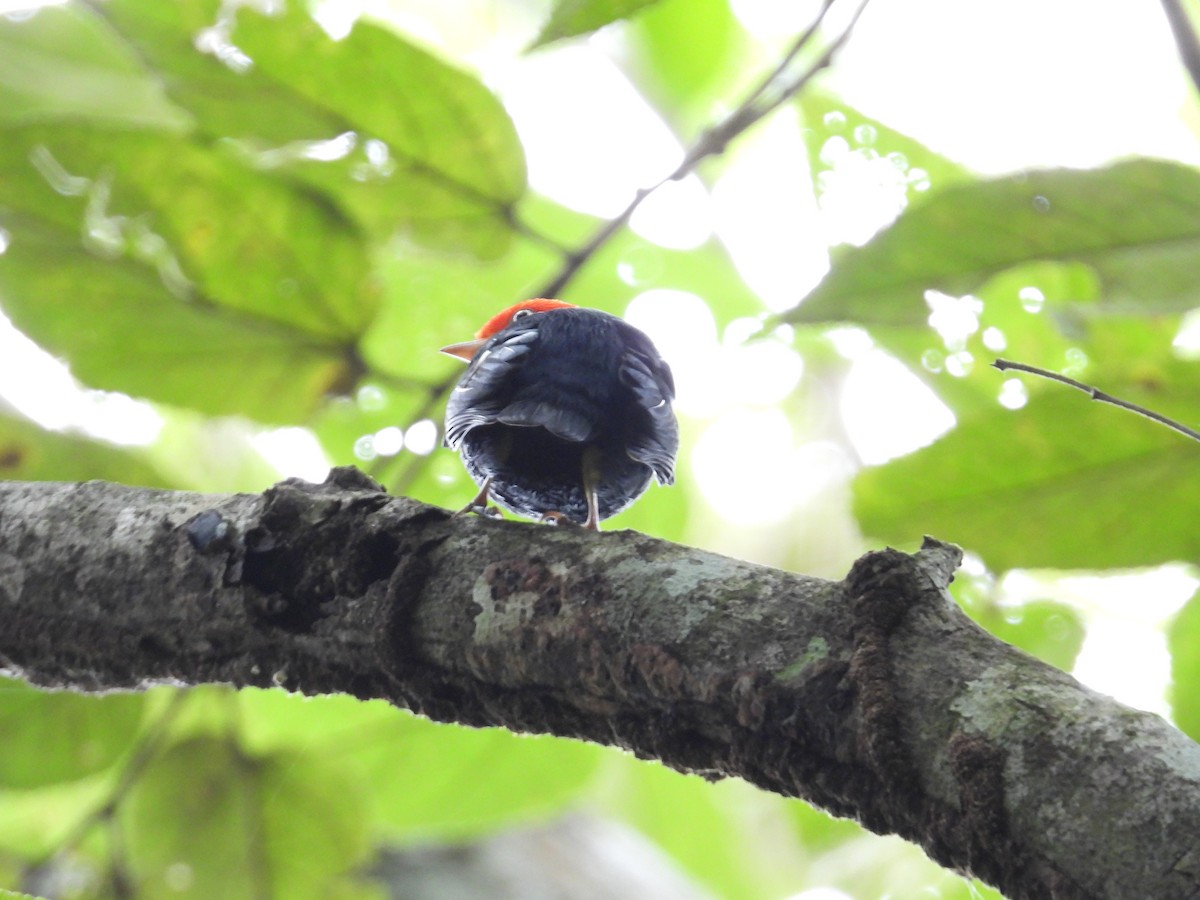 Kırmızı Takkeli Manakin - ML647444421