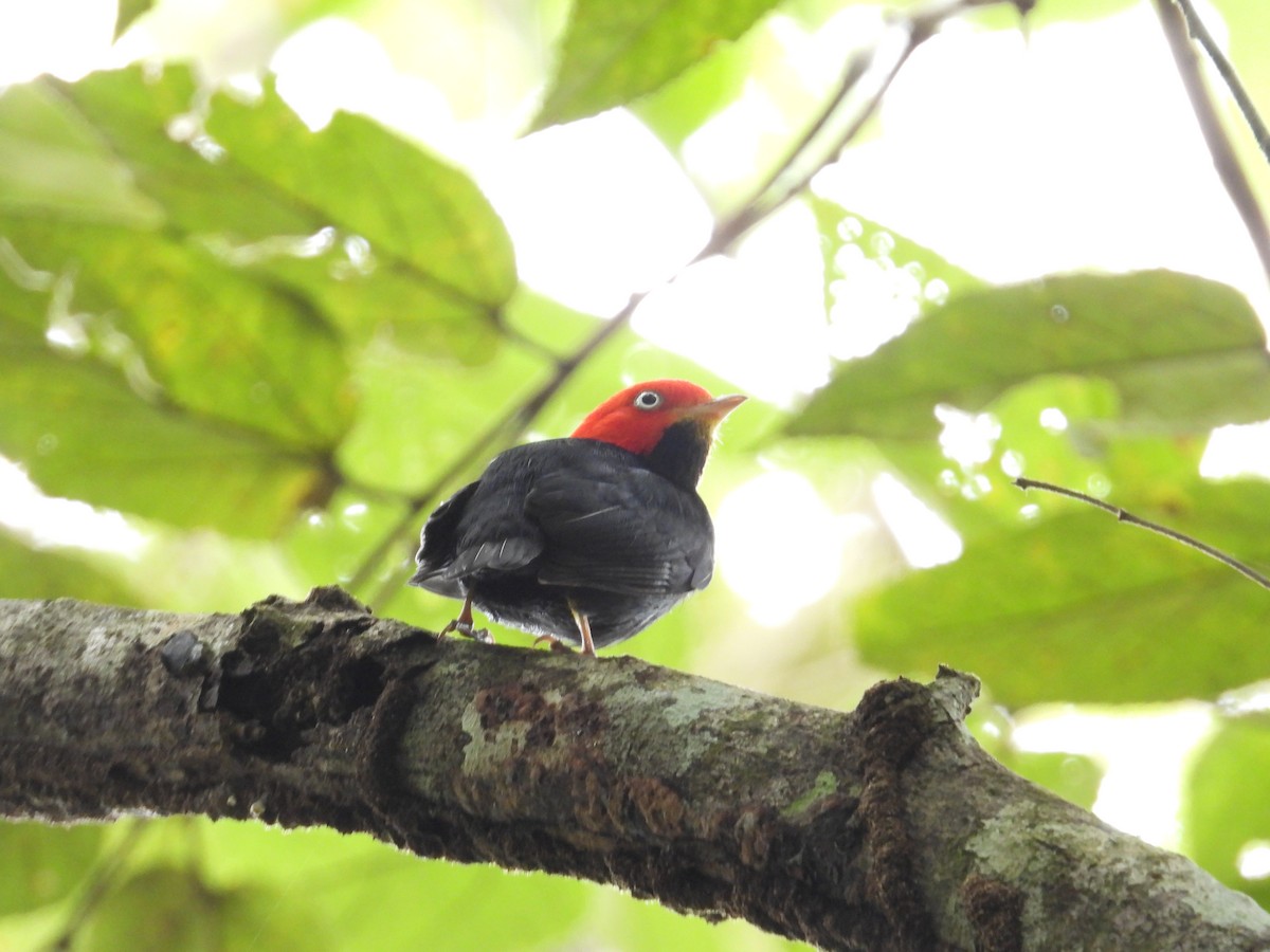Kırmızı Takkeli Manakin - ML647444422