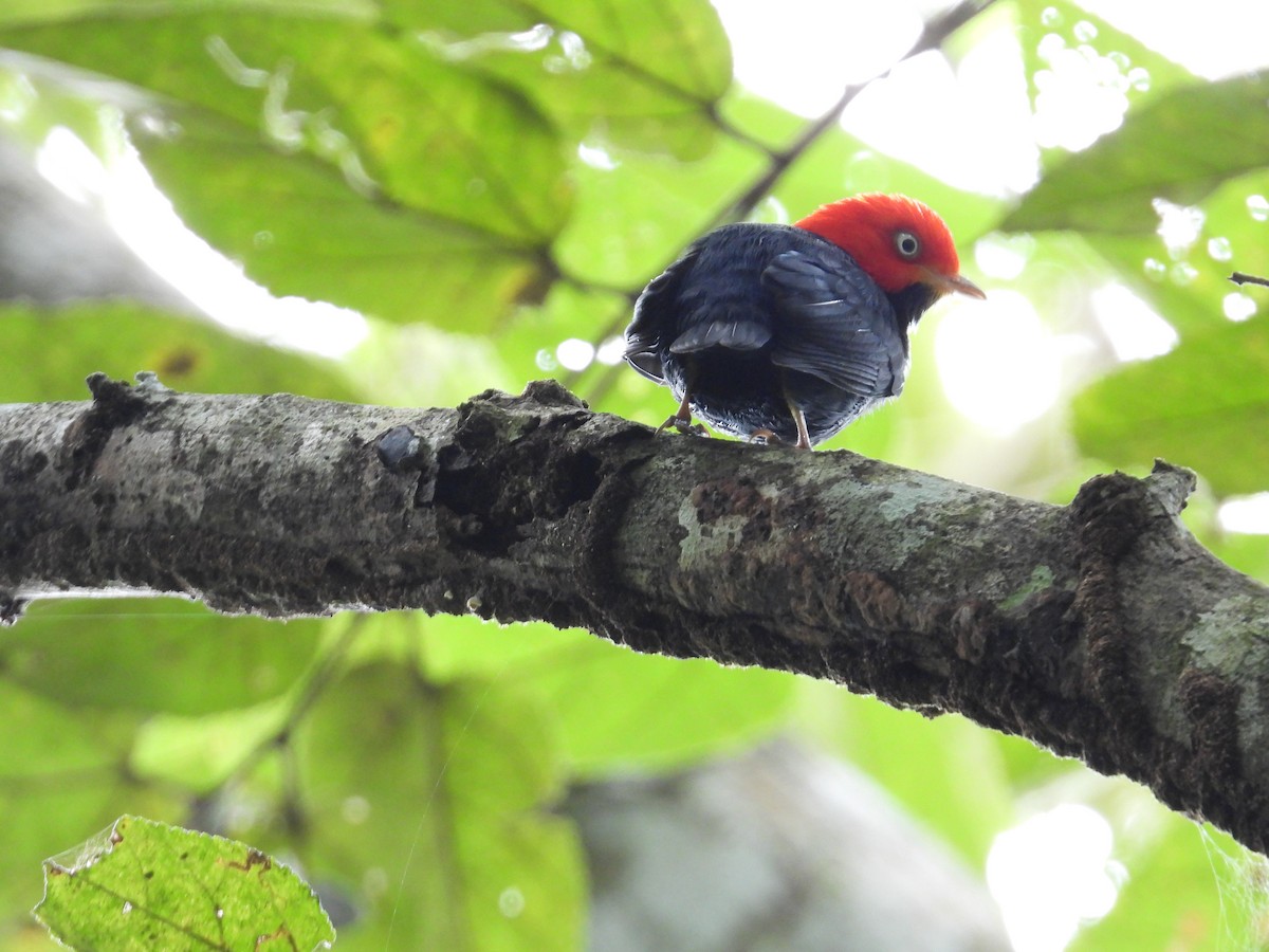 Kırmızı Takkeli Manakin - ML647444423